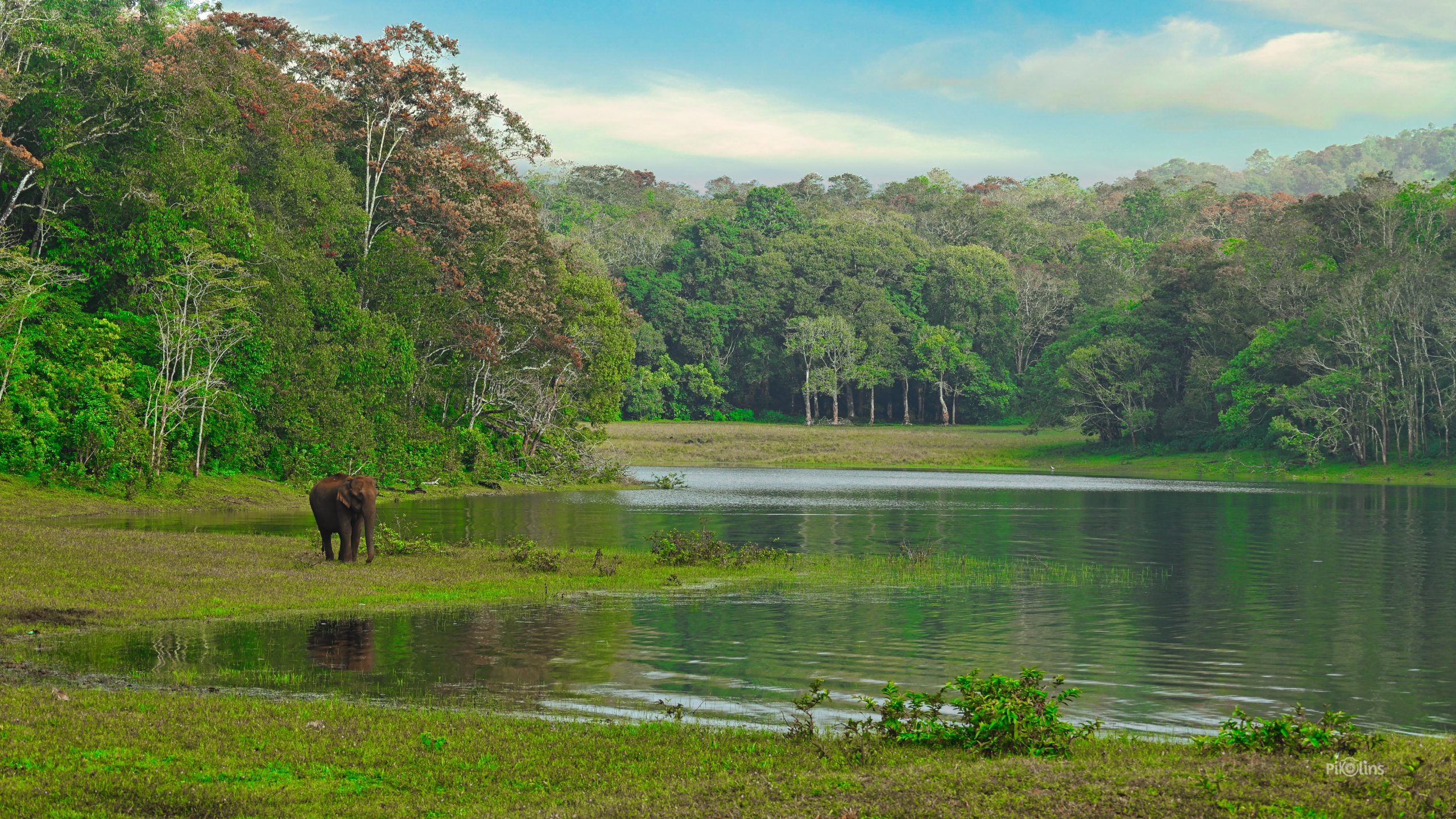 Elephant enjoying the Nature