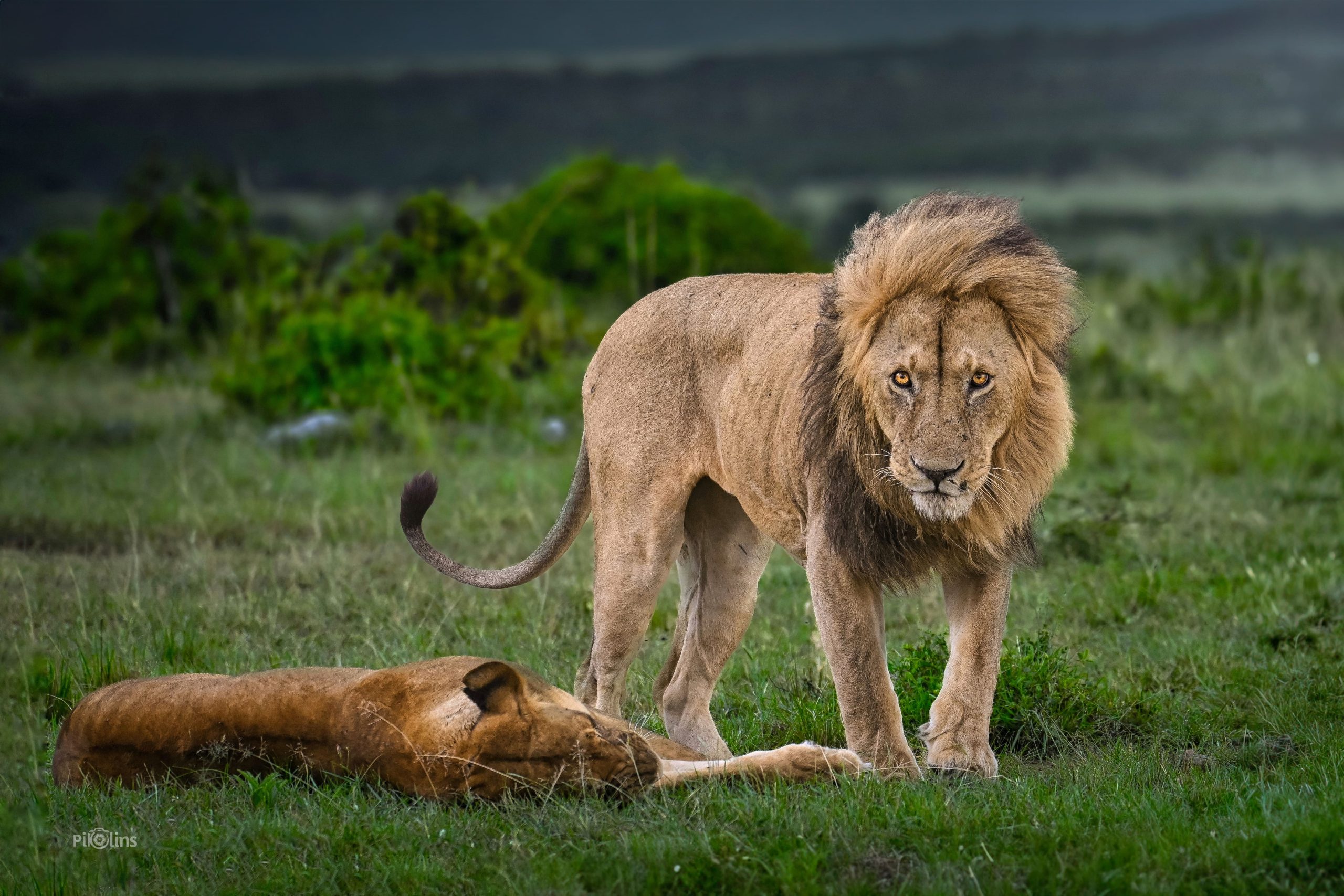 A Majestic male lion with his partner
