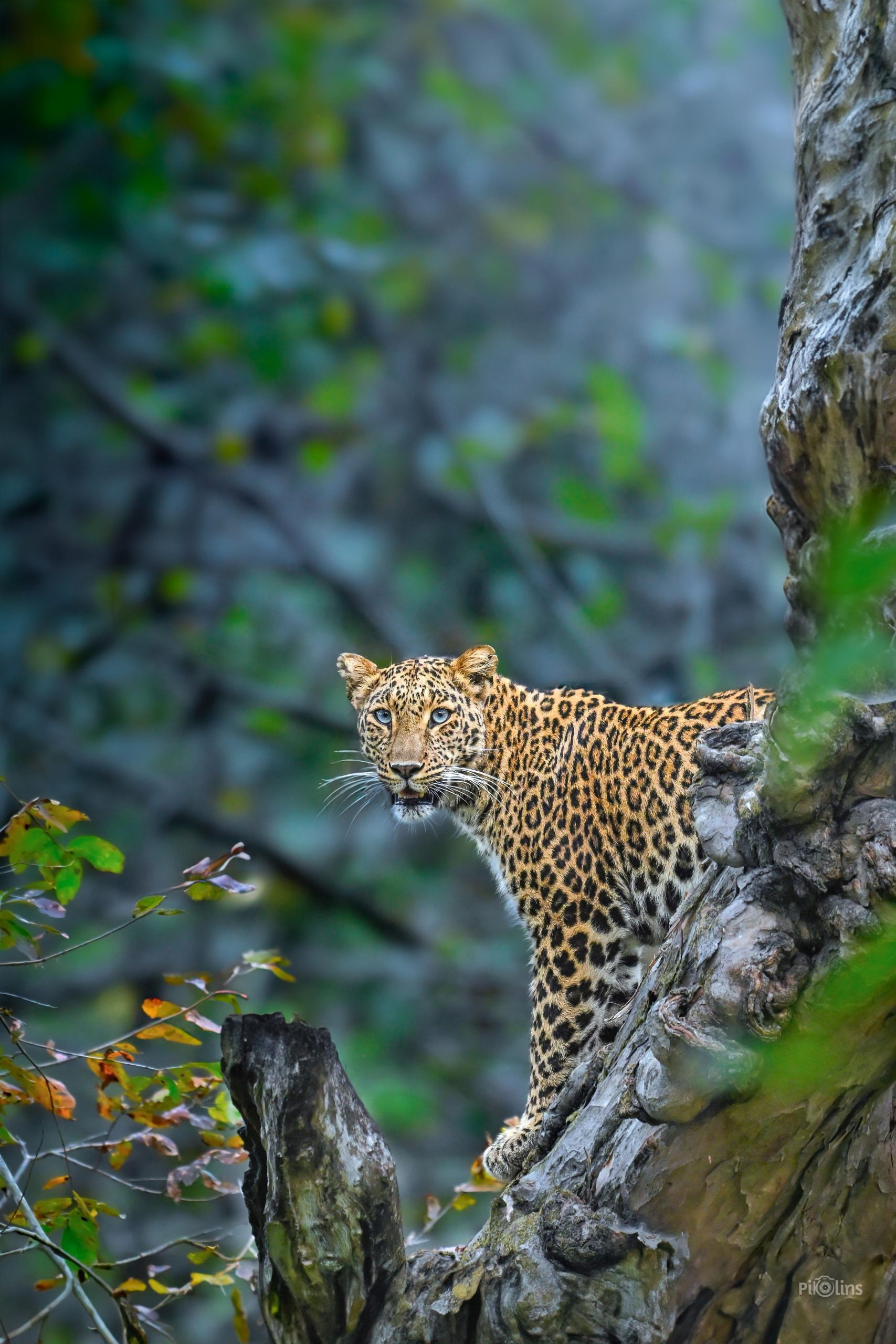 The look of Leopard