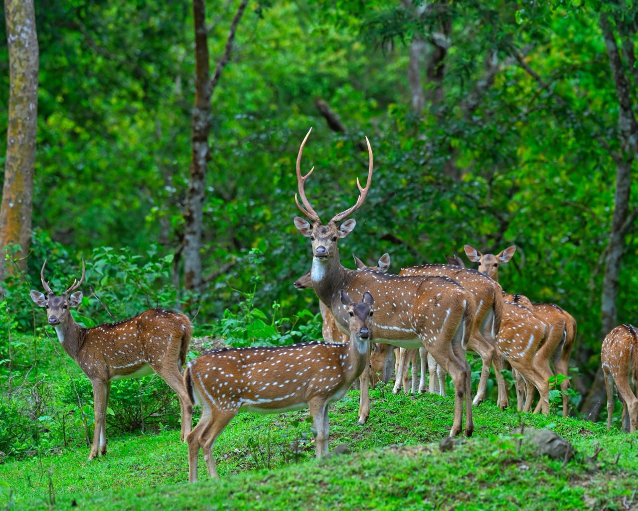 Trekking in Parambikulam Tiger Reserve