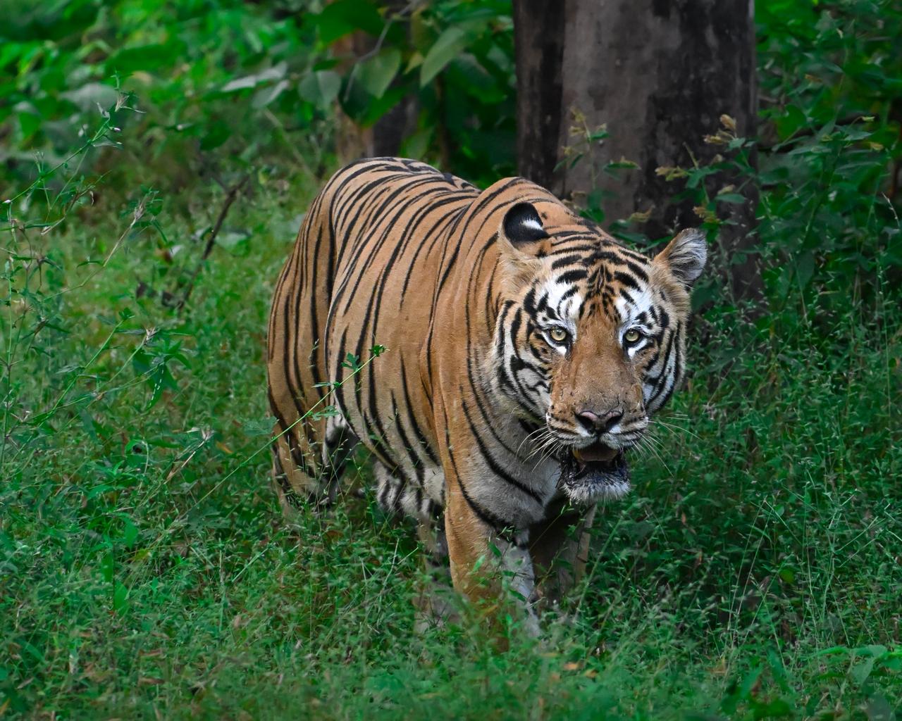 Bandhavgarh