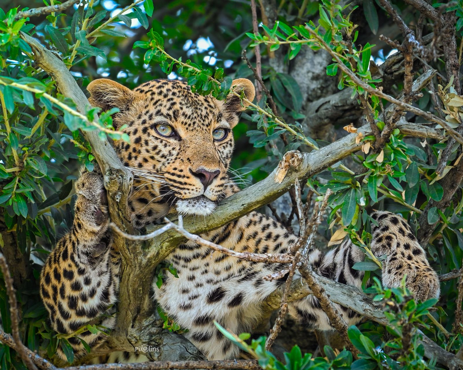 Jawai