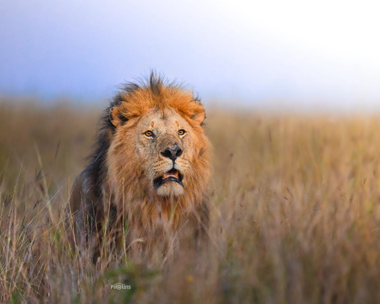 Masai mara