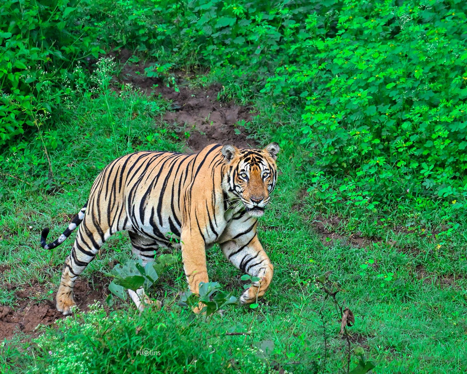 Ranthambore