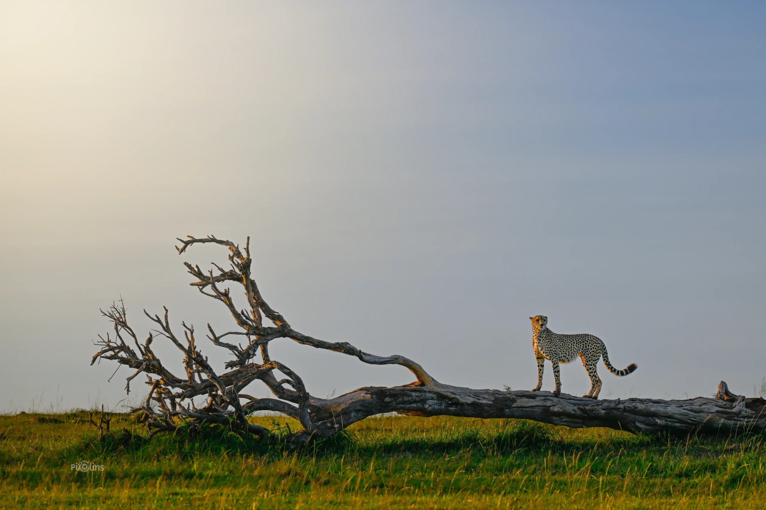 Cheetah Watching the Surrounding - Image 2