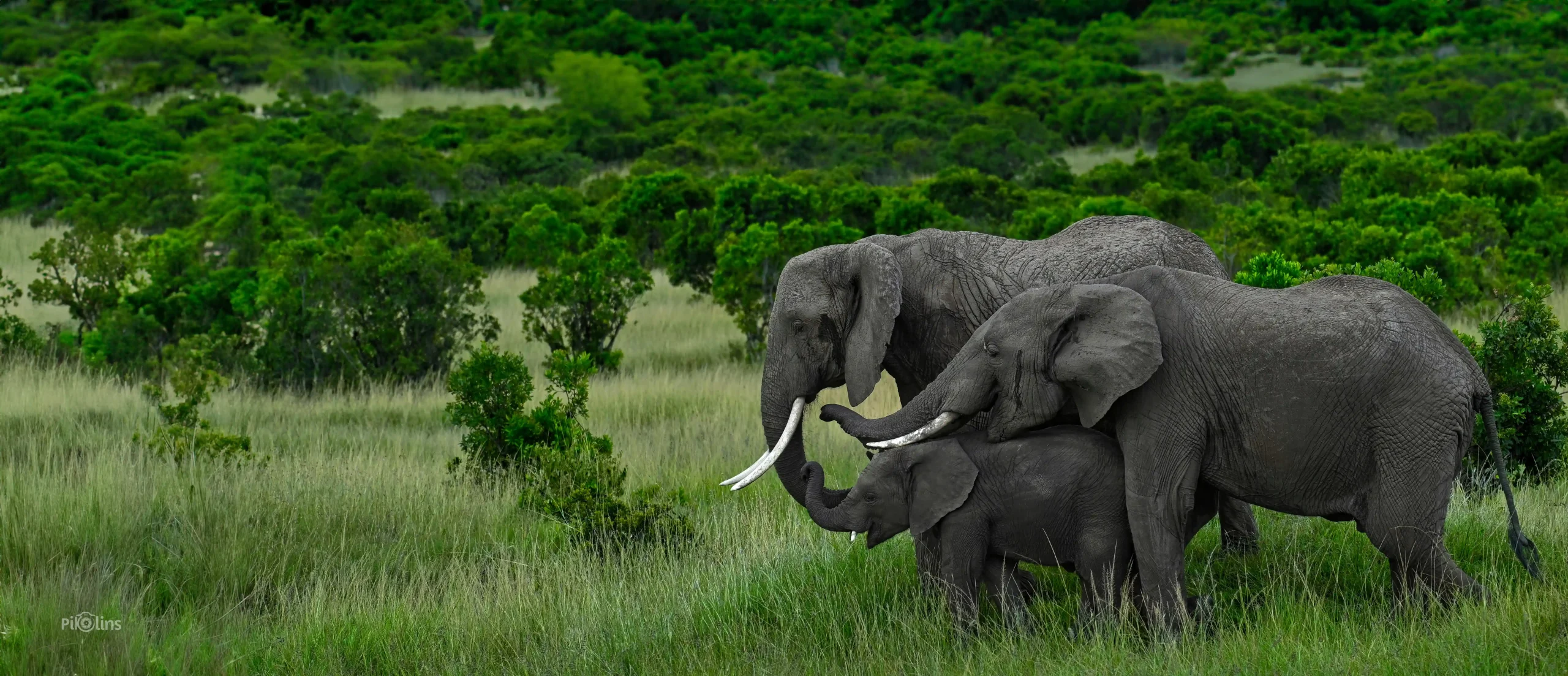 Elephant Family - Image 2