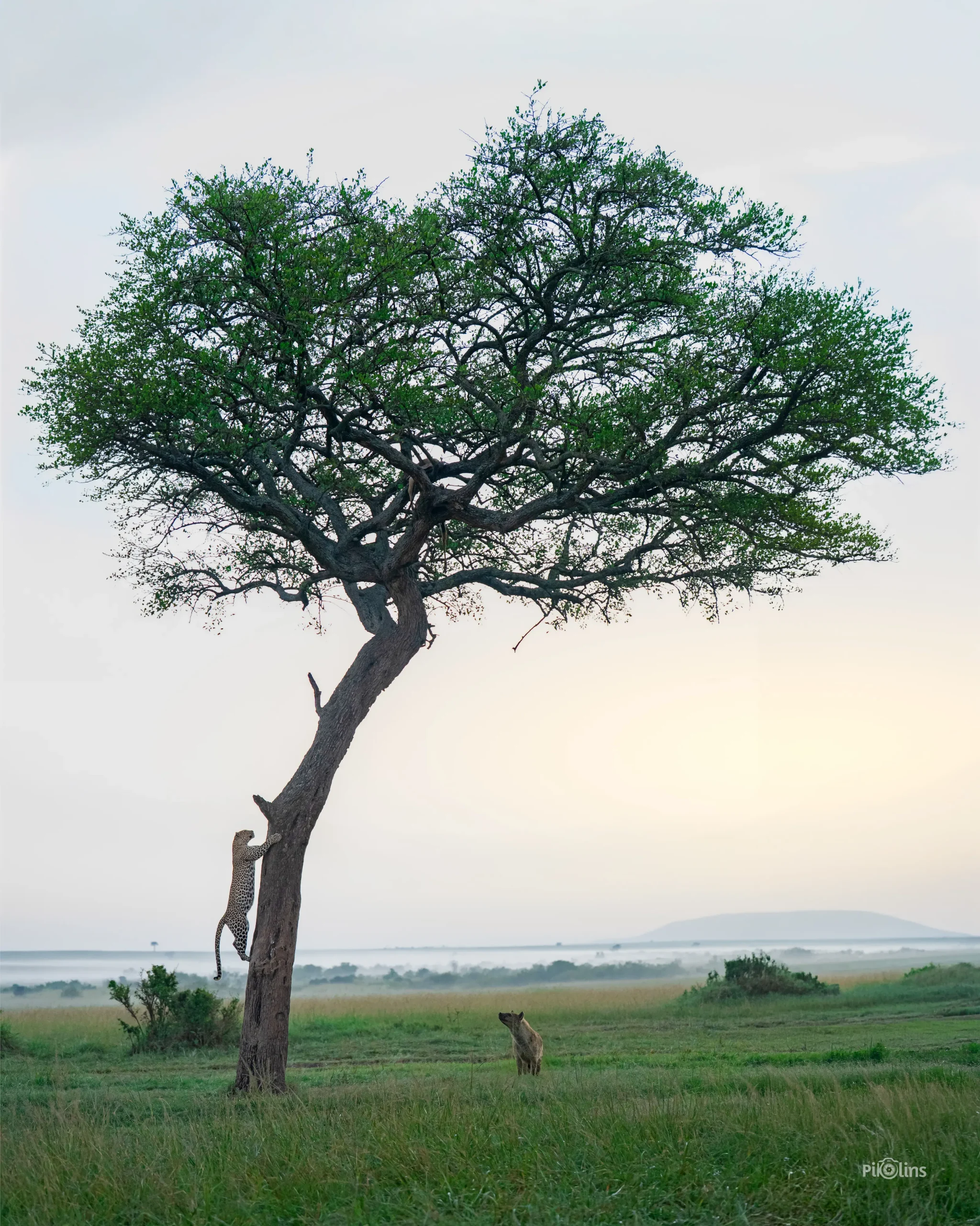 Leopard Climbing Tree - Image 2