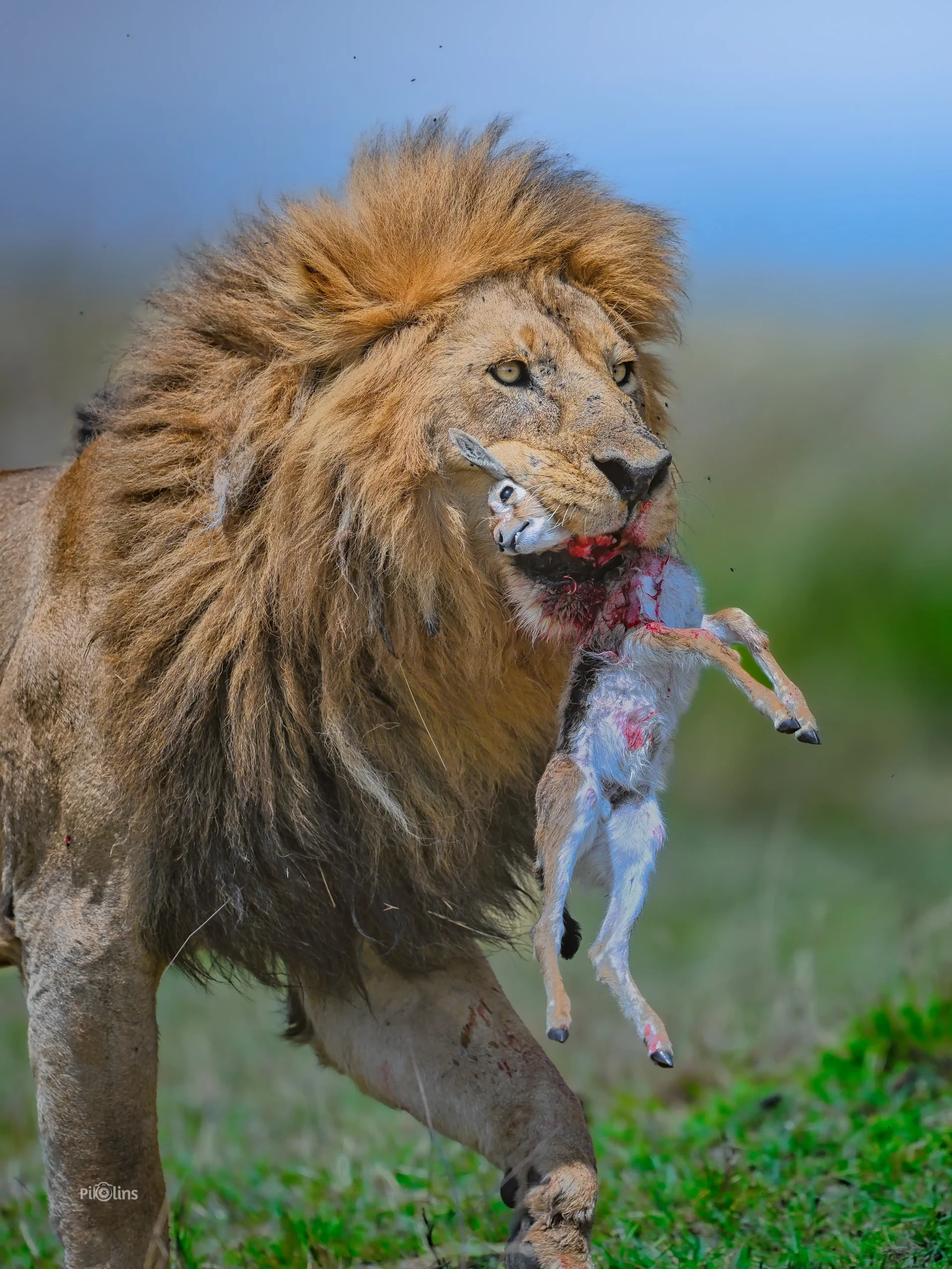 Lion With Kill - Image 2