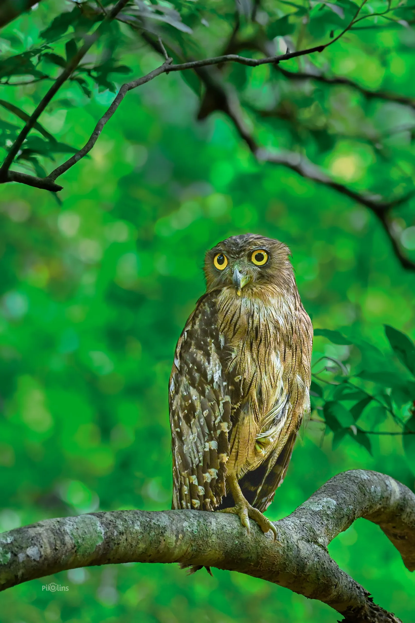 Sharp look of Brown fish Owl - Image 2