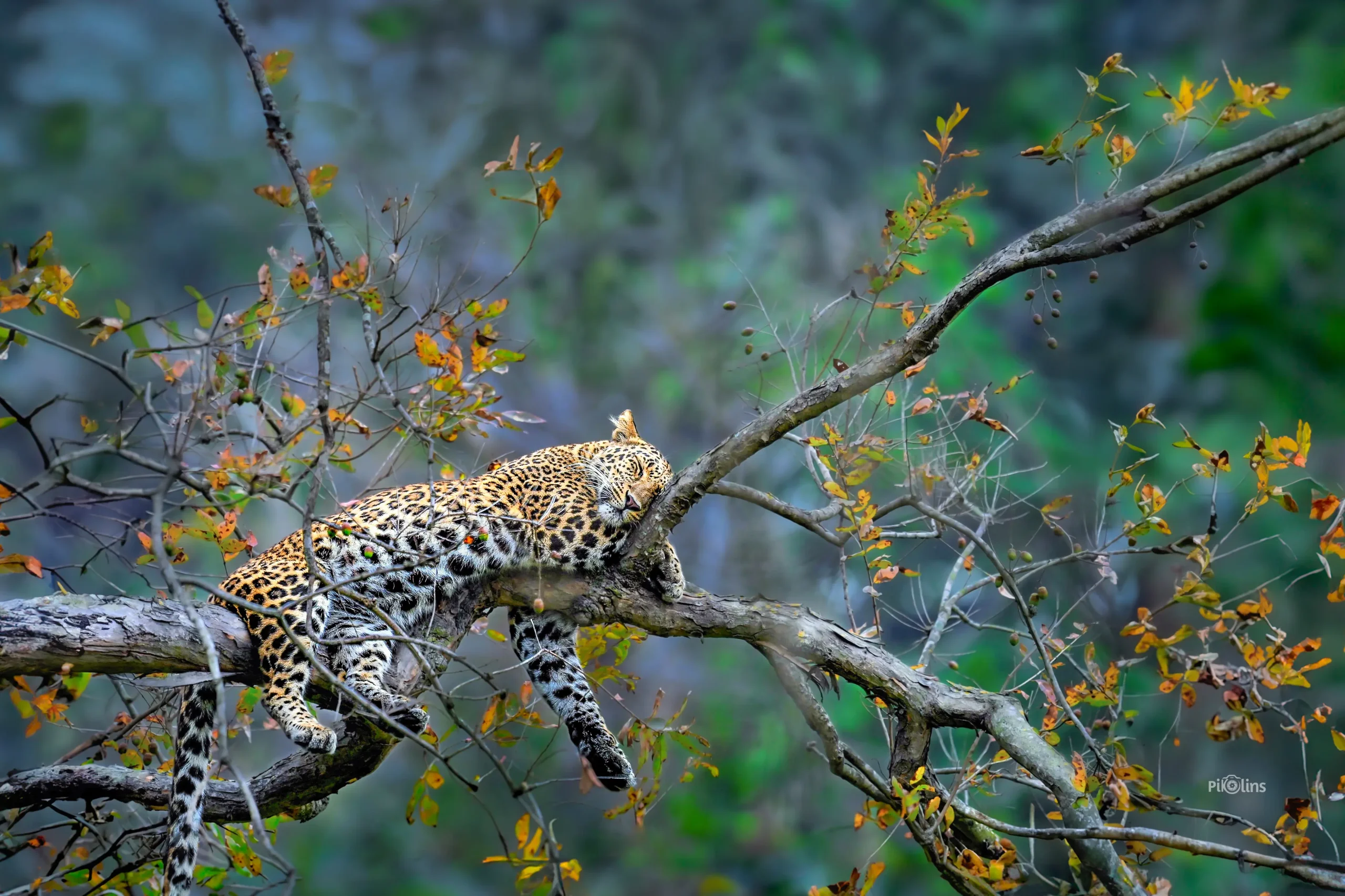 Leopard Sleeping Peacefully on a Tree - Image 2