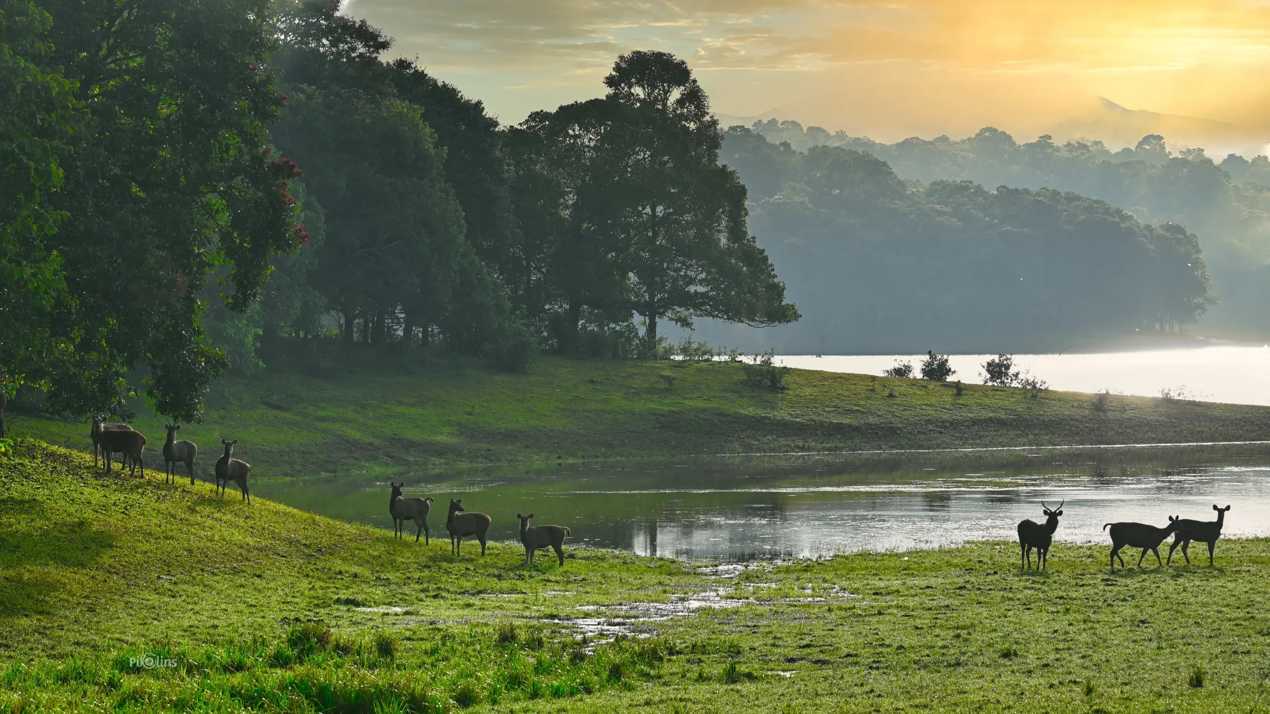 Beauty of Nature in Thekkady Forest - Image 2