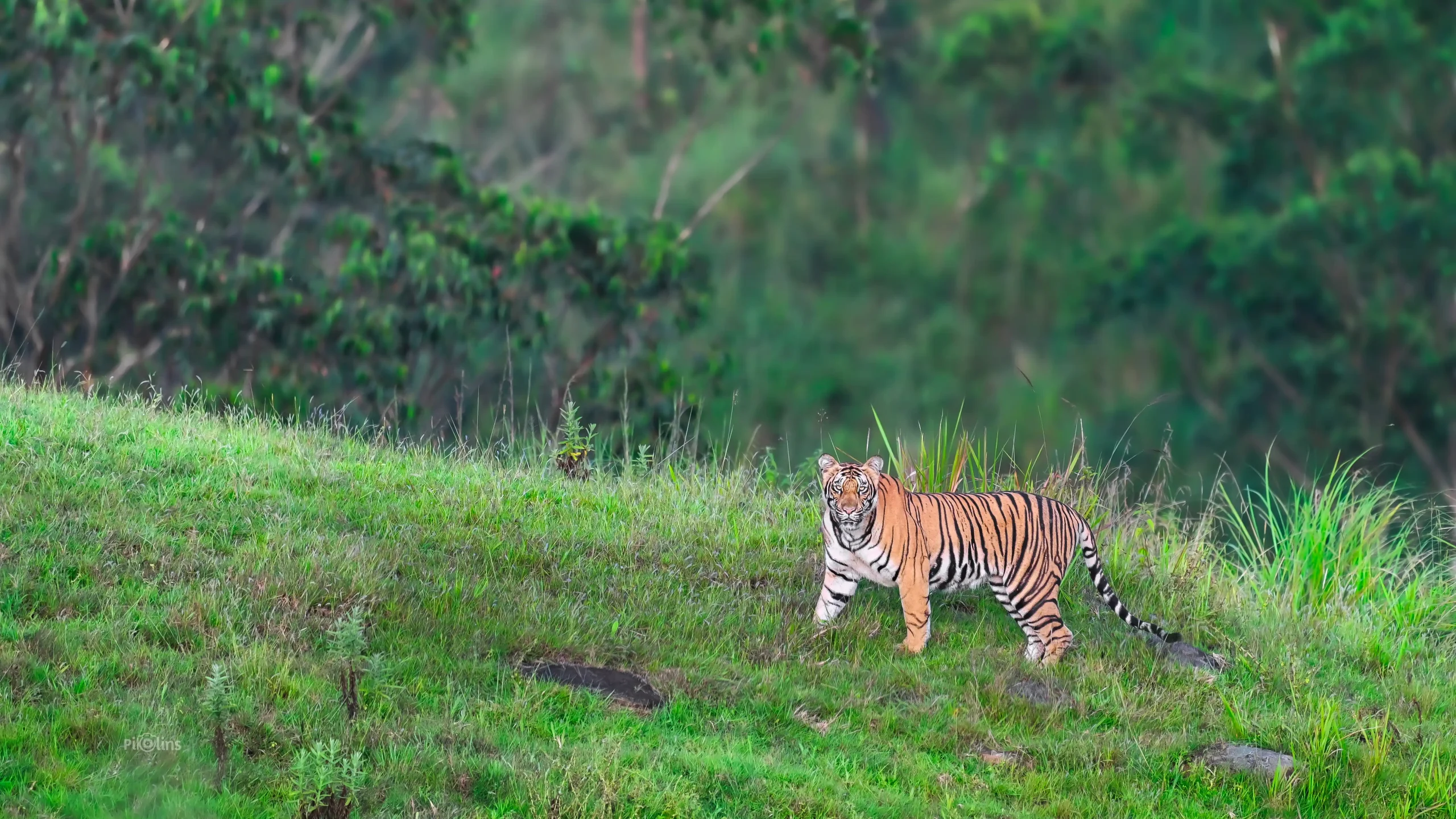 Face to Face with a Tiger in Kerala Forest. - Image 2