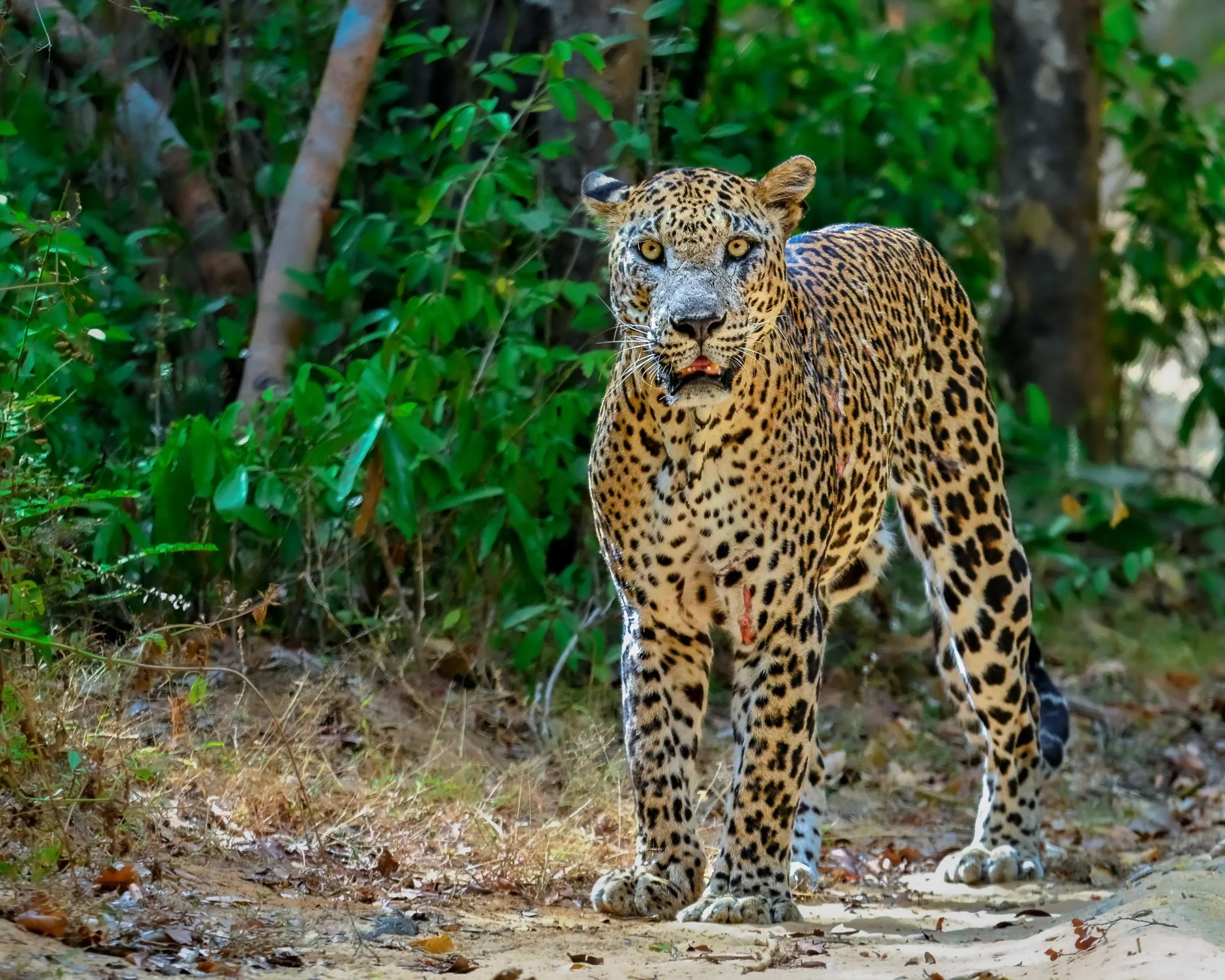 sri lanka