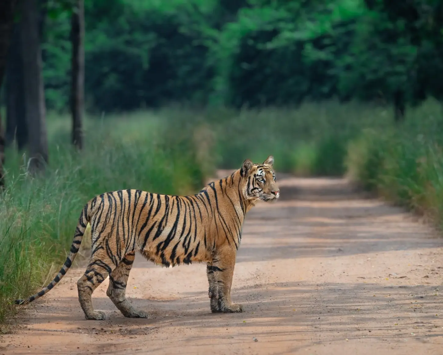 tadoba jan 2026