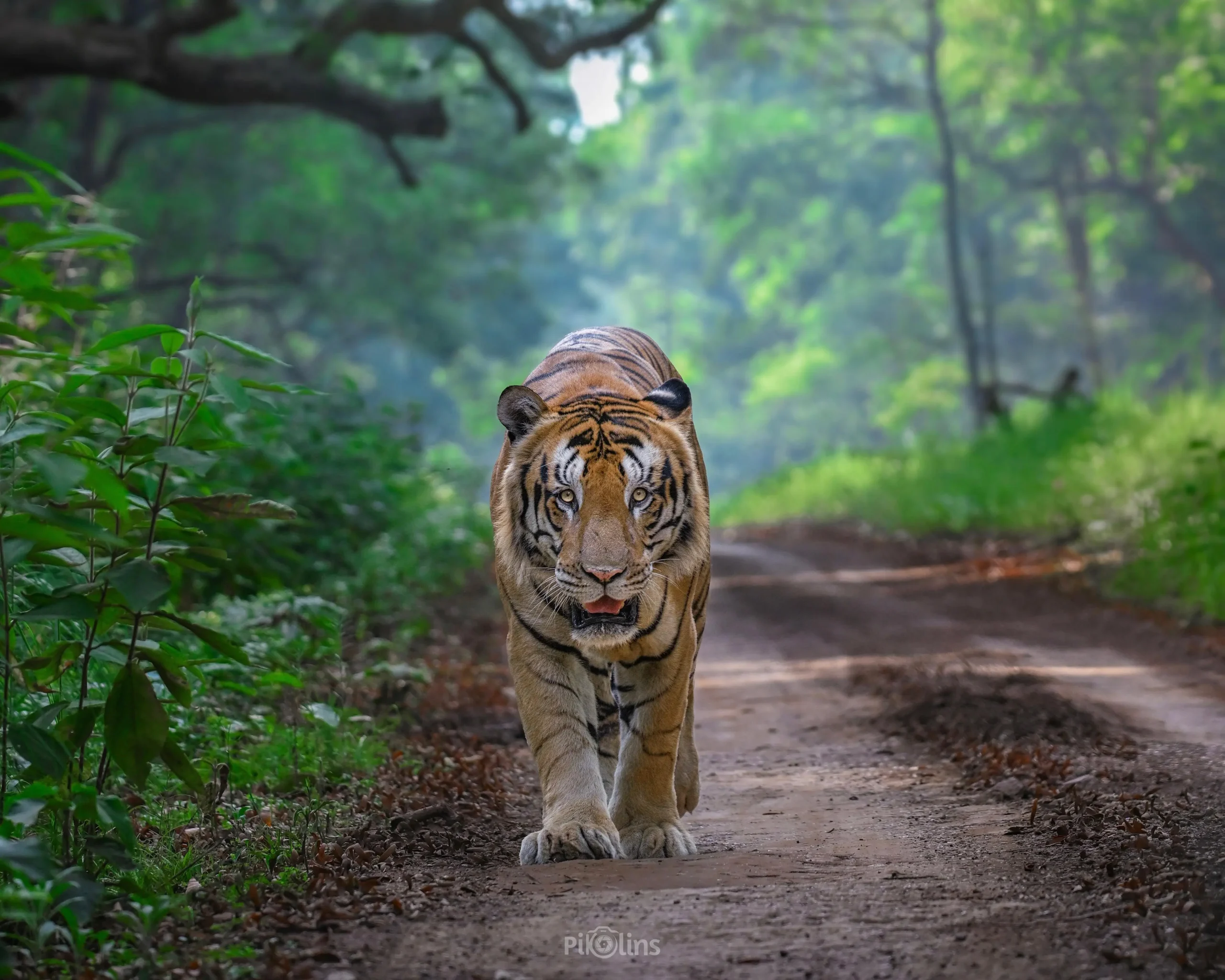 dudhwa