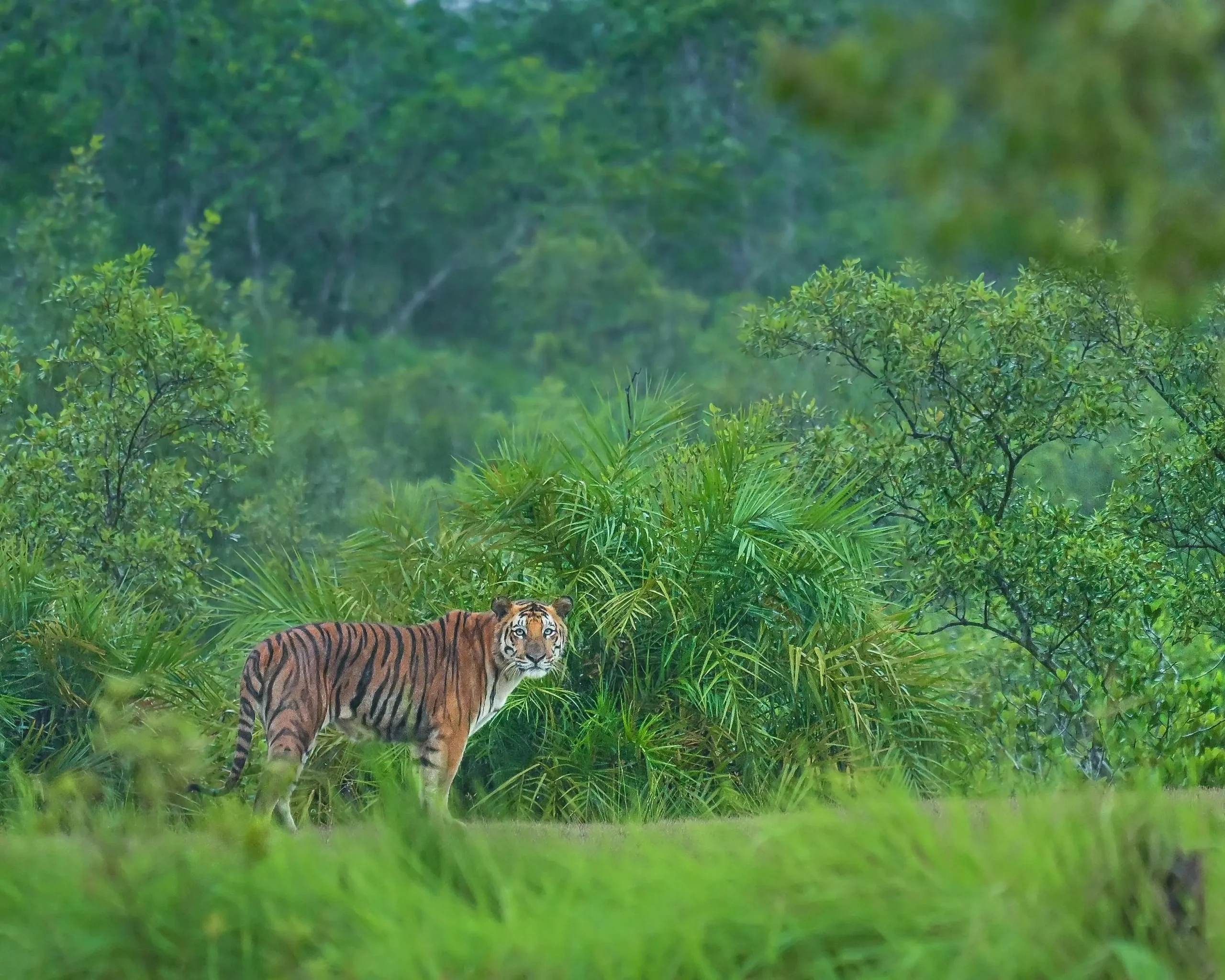 sundarban